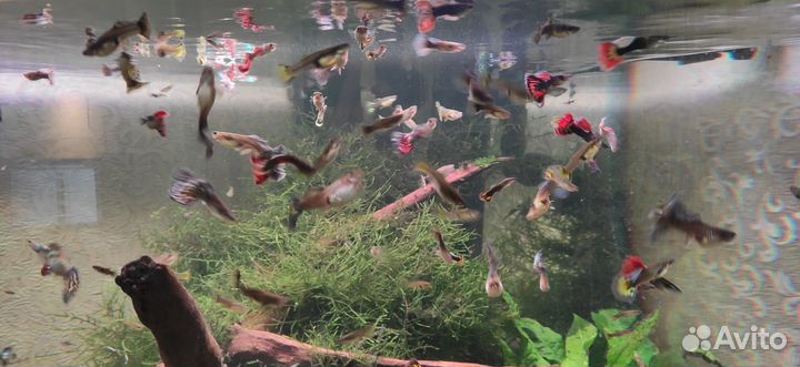 Аквариумные рыбки гуппи