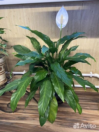 Спатифиллум