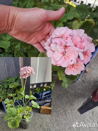 Пеларгония герань