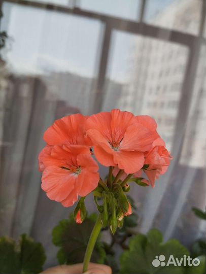 Пеларгония Найт Салмон