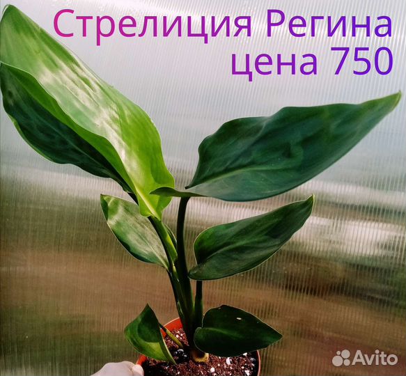 Комнатные цветы домашние