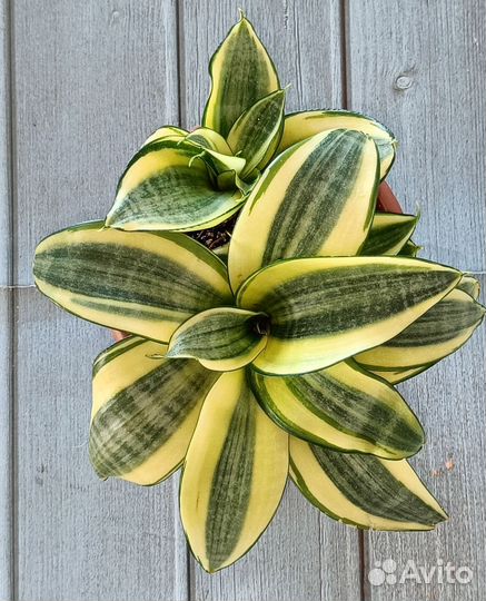 Сансевиерии разные