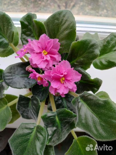 Домашние цветы