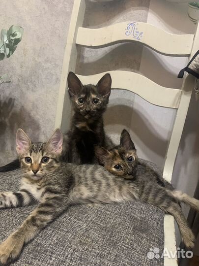 Котята