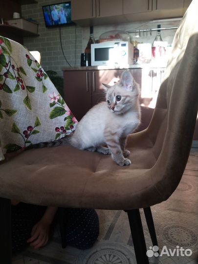 Отдам в добрые руки