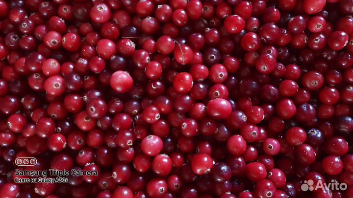 Клюква свежая