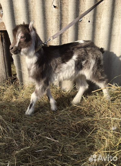 Коза и козлята ламанча