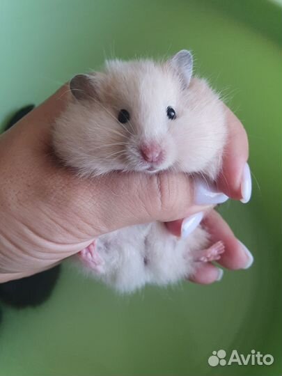 Сирийские хомячки (ангорские) длинношёрстные