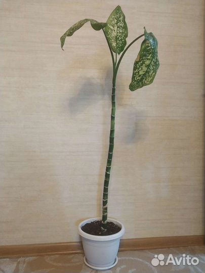 Диффенбахия