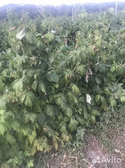 Саженцы малины харитейдж