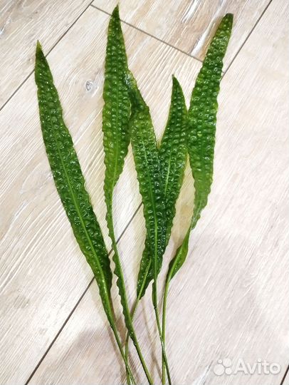 Криптокарина апоногетонолистная