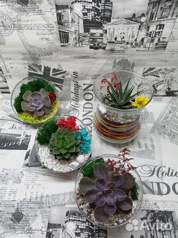 Флорариум из суккулентов