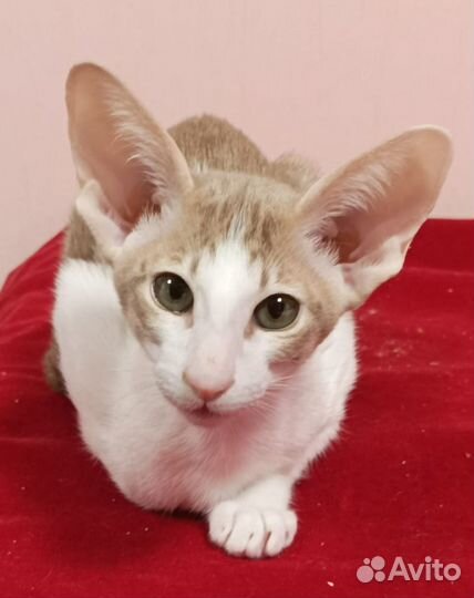 Ориентальные котята