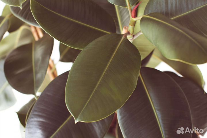 Фикус каучуконосный