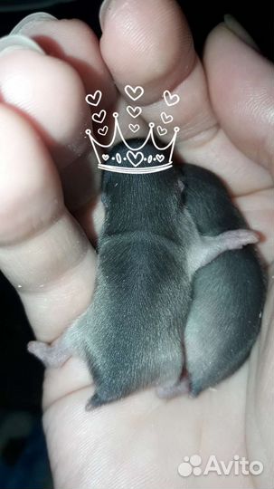 Слепушонка