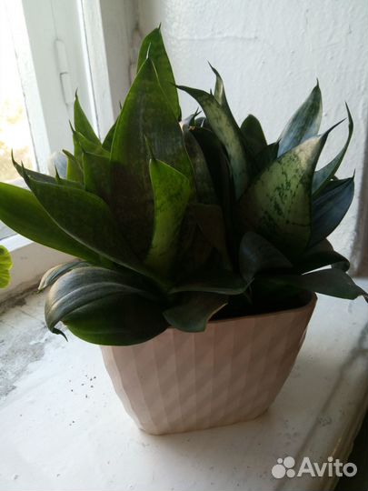 Цветок домашний Сансевиерия