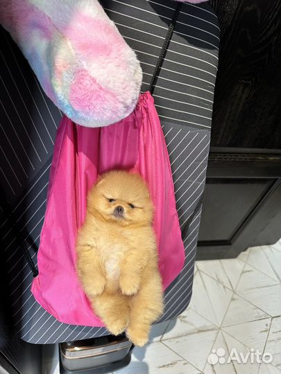 Померанский шпиц тип мишка мини