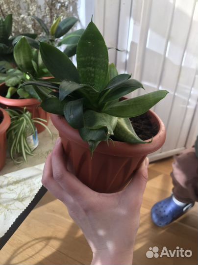 Сансевиерия, тещин язык