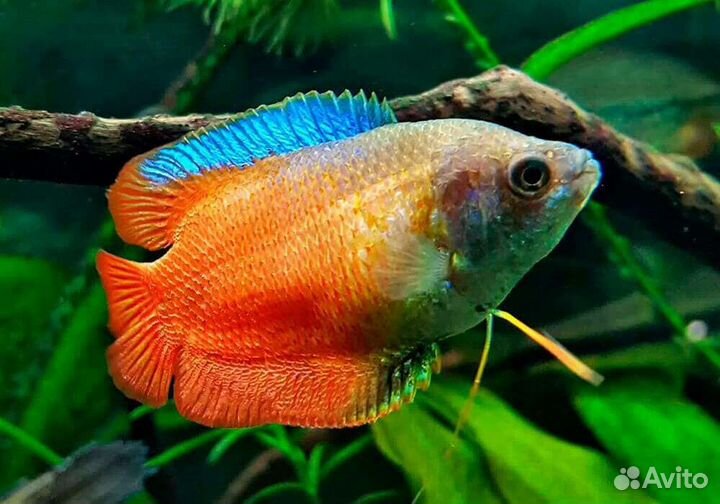 Аквариумные рыбки из домашней разводни