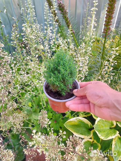 Тедди растения