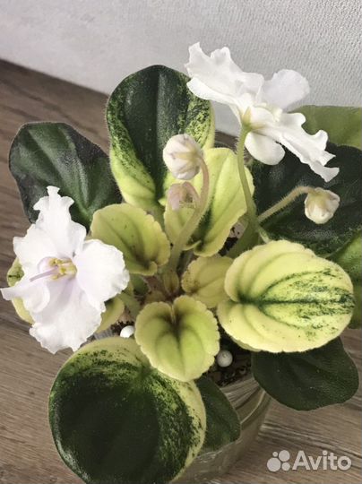 Цветущие фиалки продажа