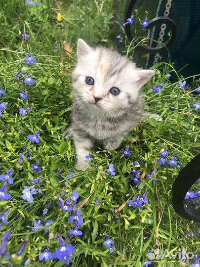 Шотландские котята