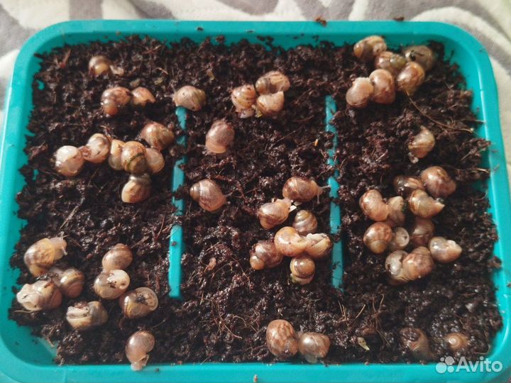 Улитки ахатины