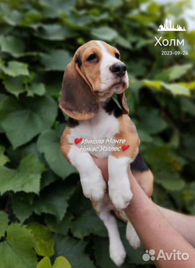 Щенки бигль