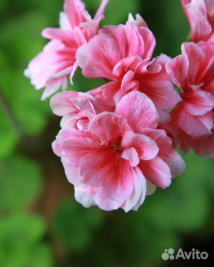 Пеларгония герань