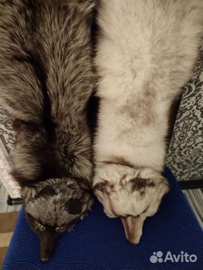 Шкуры писца и чернобурки