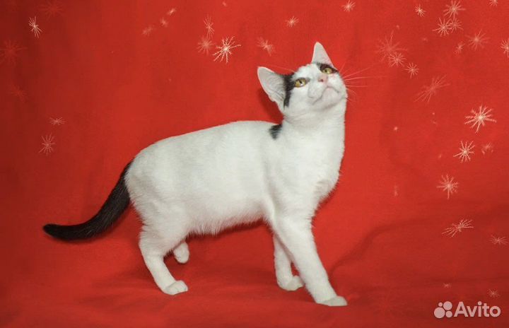 Кошка взросрая