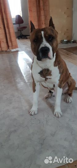 Вязка,амстафф