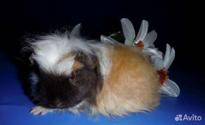 Морские свинки мерино и коронет