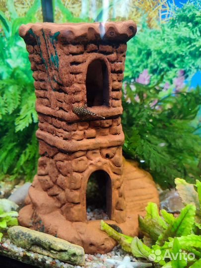 Анциструсы