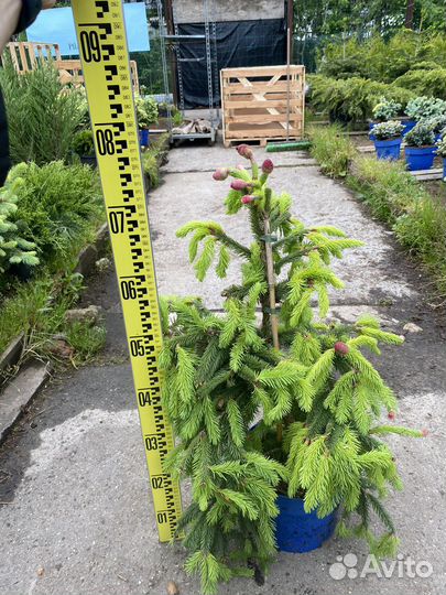 Ель акрокона