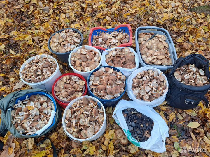 Грибы опята