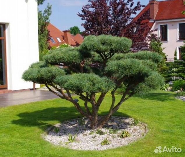 Сосна ватерери