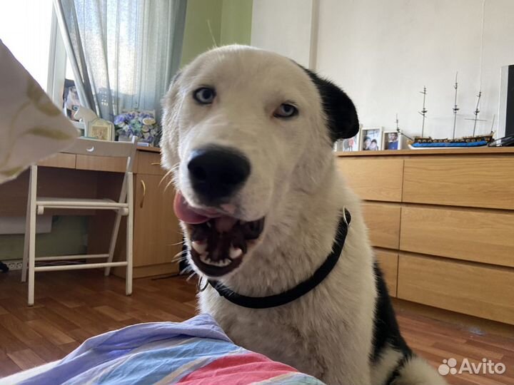 Передержка собак