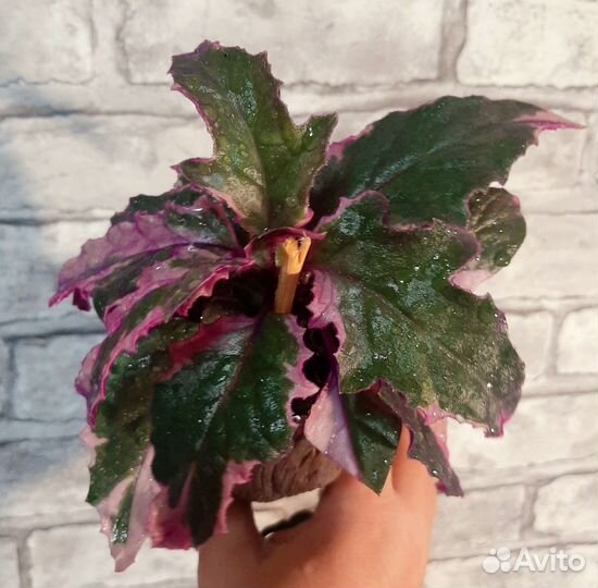 Гинура вариегатная