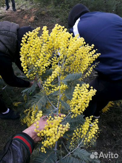 Мимоза оптом