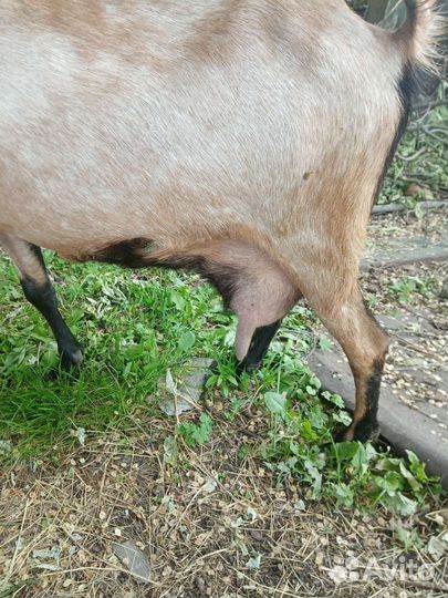 Коза нубийская