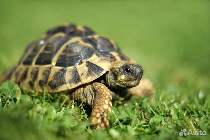 Черепаха сухопутная