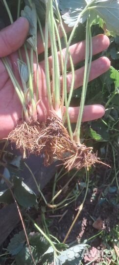 Рассада клубники