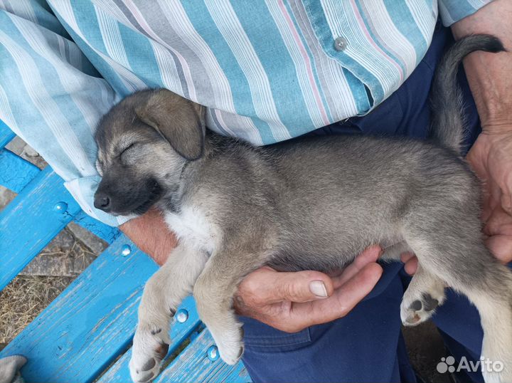 Щенок в добрые руки бесплатно мальчик