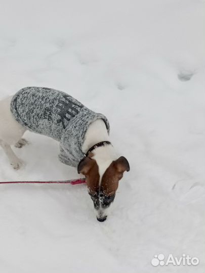 Джек Рассел терьер