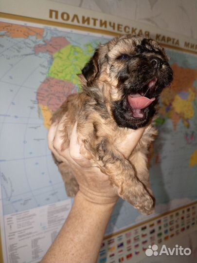 Щенки мальтипу