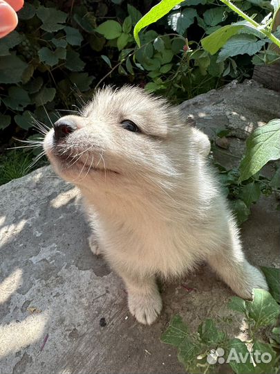 Собаки щенки