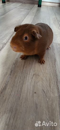 Морская свинка английский селф