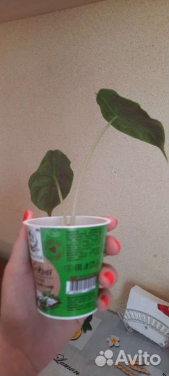 Алоказия Азлани