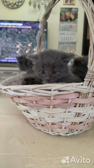 Кошка в дар